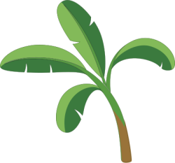 Cây dừa,Coconut tree