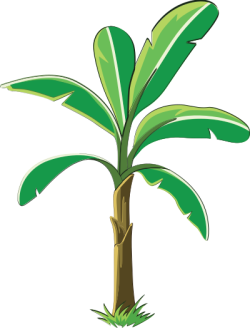Cây chuối, Banana tree