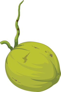 Trái dừa, coconut