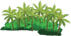 Cây dừa, coconut tree