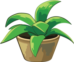 Hoa, flower, chậu hoa, flower pot