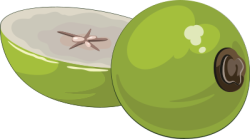 quả vú sữa, Star apple fruit