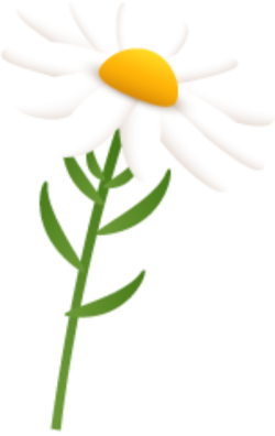 Hoa, flower, hoa cúc, cúc, daisy