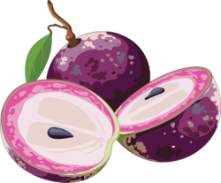 Star apple fruit, quả vú sữa