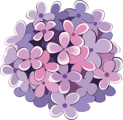 Hoa, flower, cẩm tú cầu , hydrangea