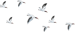 Chim, bird, con cò, stork