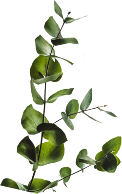 Lá, lá cây, leaves, leave, leaf