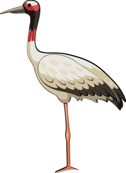 con cò, stork