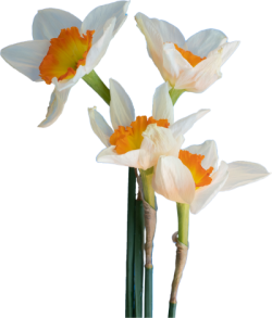 Hoa, flower
