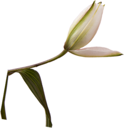 Hoa, flower 1