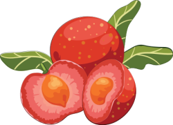 apricots, quả mơ