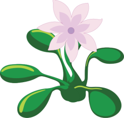 Lục bình, Water hyacinth