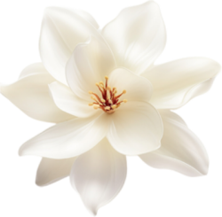 Hoa, flower