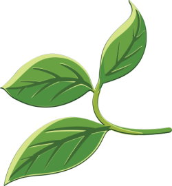 lá, leaf