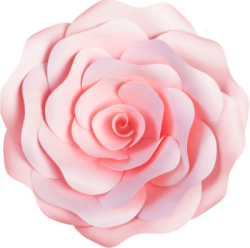 Hoa, flower, hoa hồng, rose
