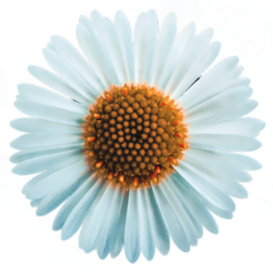 Hoa cúc, cúc, cúc trắng, daisy, hoa, flower
