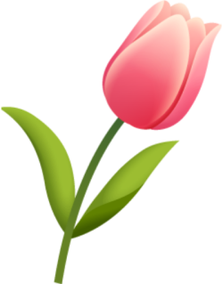 Hoa, flower, hoa tulip, tulip