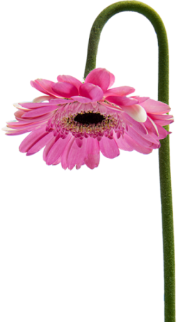 Hoa, flower