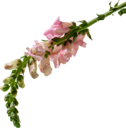 Hoa, flower 3