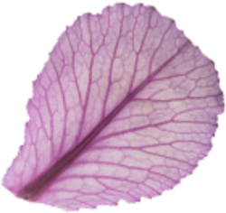 Hoa, flower 5