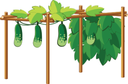 sponge gourd, quả mướp, vegetable trellis, giàn rau, giàn mướp