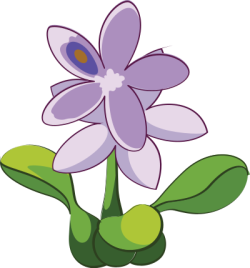 water hyacinth, lục bình