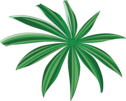 Lá, leaf, cỏ,grass