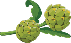 Atisô, Artichoke