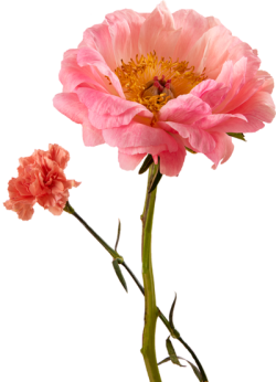 Hoa, flower 2