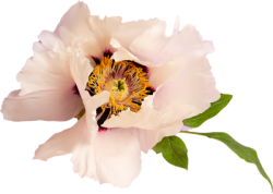 Hoa, flower