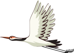 Con cò,  stork