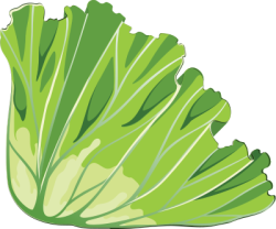 rau cải, xà lách, vegetables, lettuce