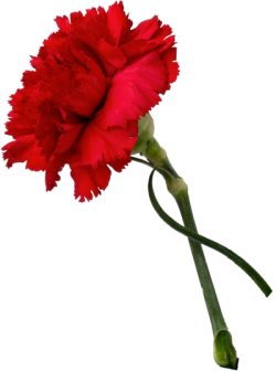 Hoa, flower