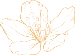 Hoa, flower, line, đường nét