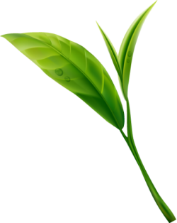 Lá, lá cây, leaf, leave