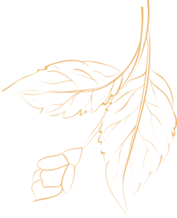 Line, đường nét, lá, leaf