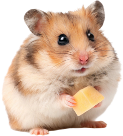 Chuột, hamster, pet, thú cưng, thú nuôi, động vật, animal 4