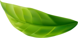 lá, leaf