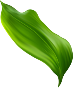 Lá, lá cây, leaf, leave