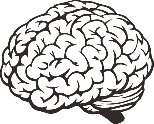 não bộ, brain