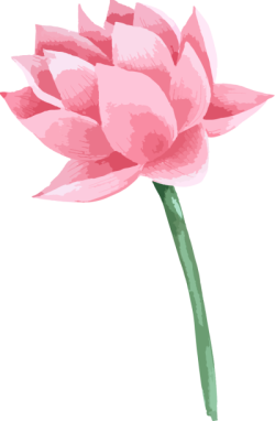 Hoa, hoa sen, lotus, sen, sen hồng, flower