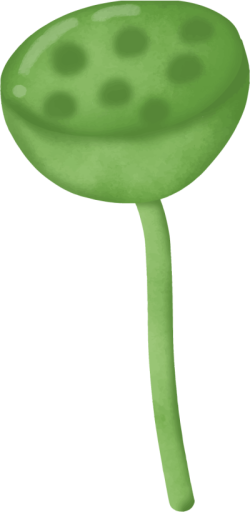 Hoa, hoa sen, lotus, sen, búp sen