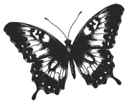 washi tape, keo dán, keo, keo giấy, giấy, paper, scrap, scrapbook, bươm bướm, butterfly