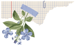 washi tape, keo dán, keo, keo giấy, giấy, paper, scrap, scrapbook, hoa, flower 1