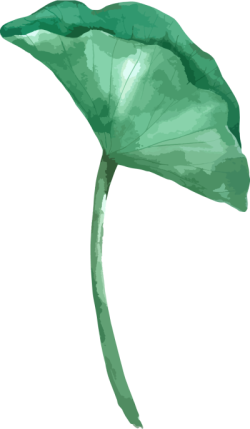 Hoa, hoa sen, lotus, sen, sen hồng, flower, lá sen