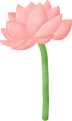 Hoa, hoa sen, lotus, sen, sen hồng, flower 2