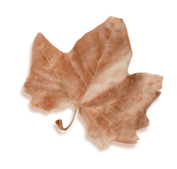 Lá, lá phong, lá cây, lá khô, lá vàng, leaf