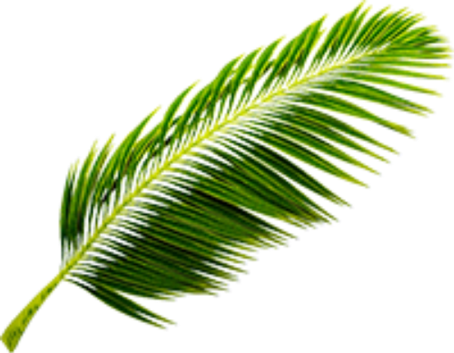 coconut, lá dừa, dừa, leaf, summer, mùa hè