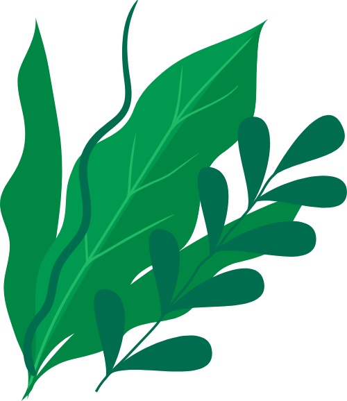 hè, summer, cỏ, grass, bụi cỏ, tussock