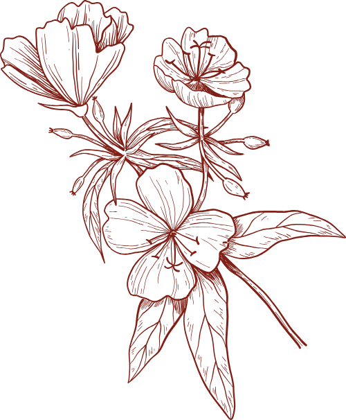 Hoa, đường nét, line, flowers 2